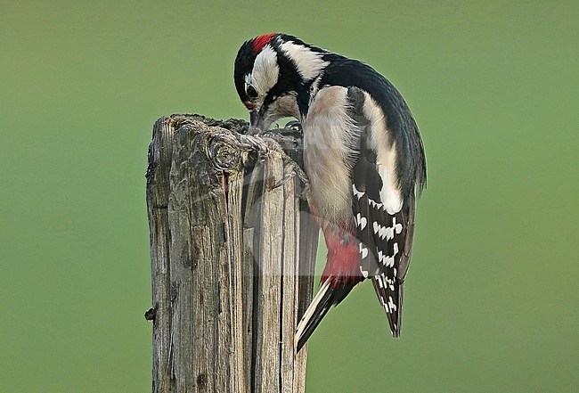 Great Spotted Woodpecker,Dendrocopos major stock-image by Agami/Fred Visscher,