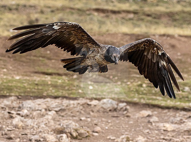 Immature Lammergeier (Gypaetus barbatus) in the Spanish Pyrenees. Also known as Bearded Vulture. stock-image by Agami/Onno Wildschut,