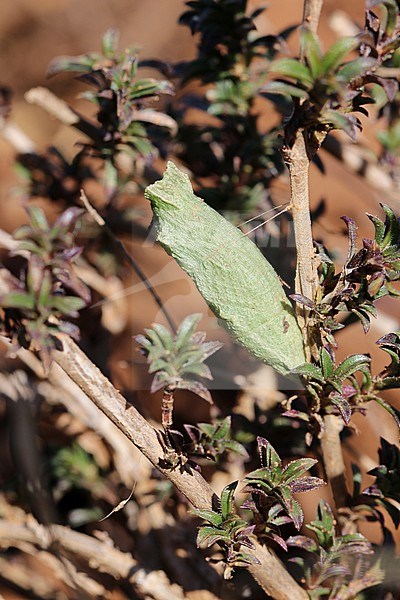 chrysalis of Swallowtail (Papilio machaon)  stock-image by Agami/Aurélien Audevard,