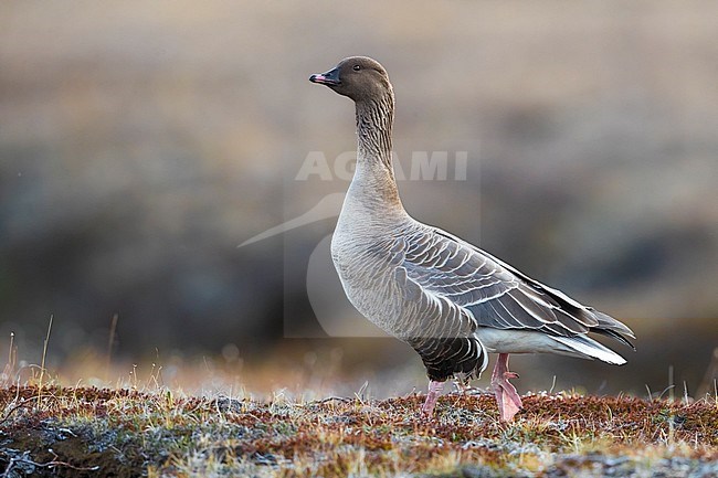 Adult Pink-footed Goose (Anser brachyrhynchus) during the breeding season on the tundra of Iceland. stock-image by Agami/Daniele Occhiato,