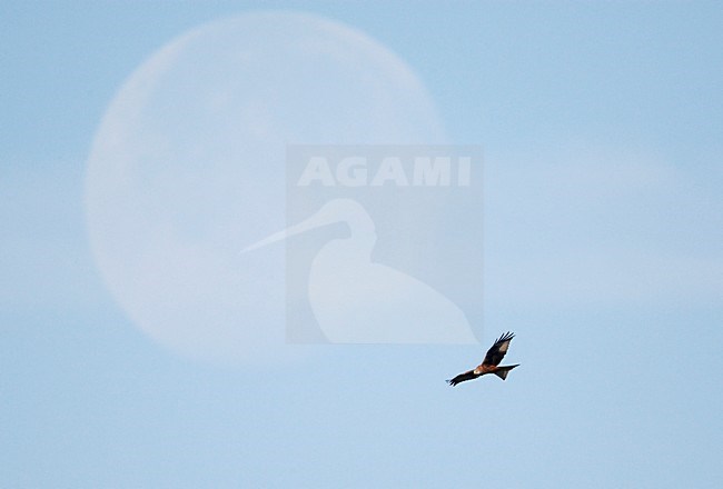 Rode Wouw in de vlucht; Red Kite in flight stock-image by Agami/Markus Varesvuo,