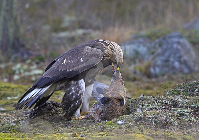 Steenarend zittend op dode Vos; Golden Eagle perched on dead Red Fox stock-image by Agami/Jari Peltomäki,