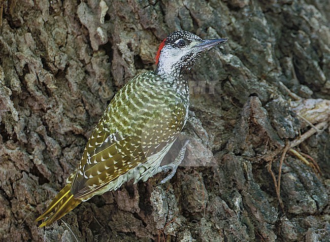 Golden-tailed Woodpecker (Campethera abingoni) in Namibia. stock-image by Agami/Arie Ouwerkerk,