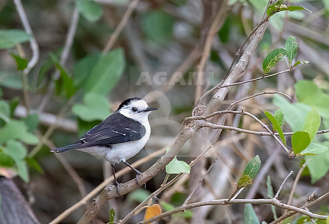 Black-backed Water-Tyrant (Fluvicola albiventer) in Brazil. stock-image by Agami/David Monticelli,