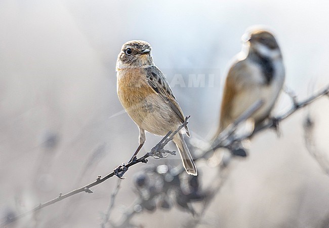 European Stonechat (Saxicola rubicola) in Italy. stock-image by Agami/Daniele Occhiato,