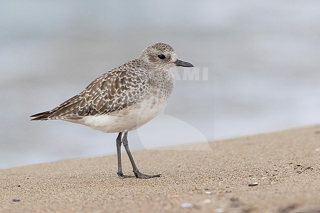 Grey Plover (Pluvialis squatarola), side view of an adult in winter plumage standing on the sand, Campania, Italy stock-image by Agami/Saverio Gatto,