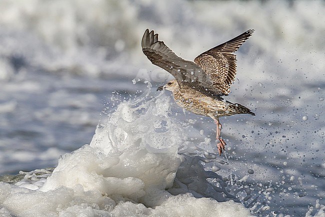 Herring Gull - Silbermöwe - Larus argentatus, Germany, 1st cy stock-image by Agami/Ralph Martin,