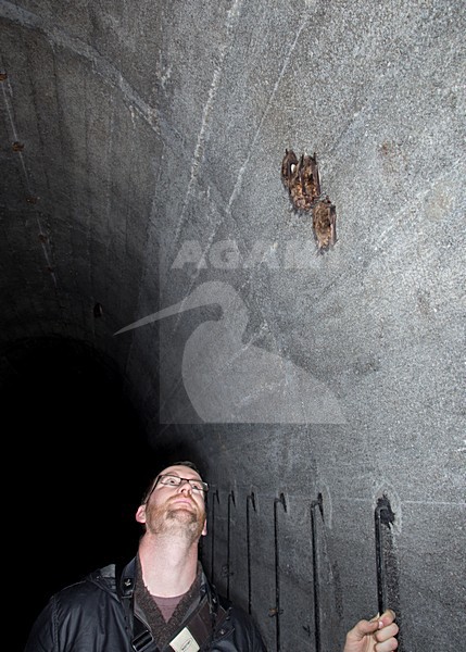 Vale vleermuizen in winterslaap, Greater Mouse Eared Bats in hibernation stock-image by Agami/Theo Douma,