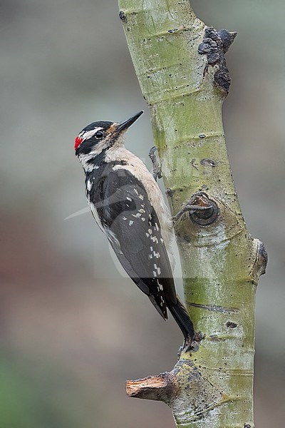 Adult male
Jefferson Co., CO
June 2023 stock-image by Agami/Brian E Small,