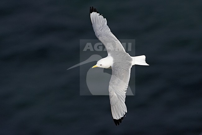 Drieteenmeeuw; Black-legged Kittiwake, Rissa tridactyla stock-image by Agami/Jari Peltomäki,