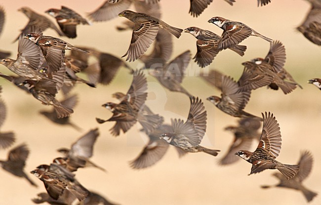 Spaanse Mus groep opvliegend; Spanish Sparrow flock flying stock-image by Agami/Marc Guyt,