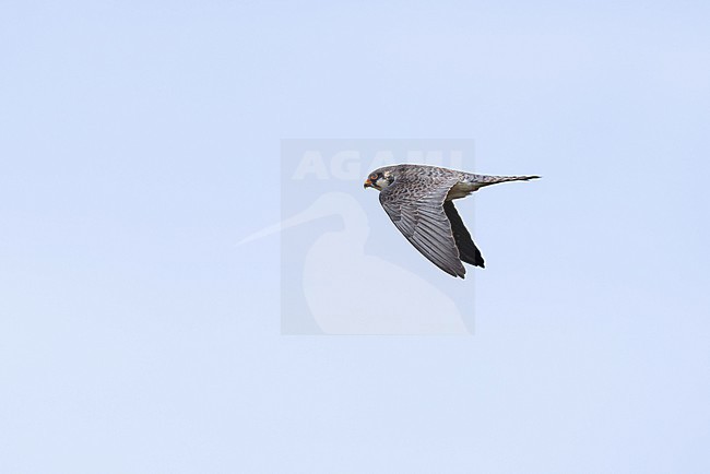 second calendar year female or immature female amur falcon (falco amurensis) in flight, found near Khalk River in eastern Mongolia in Dornod Aimag stock-image by Agami/Mathias Putze,