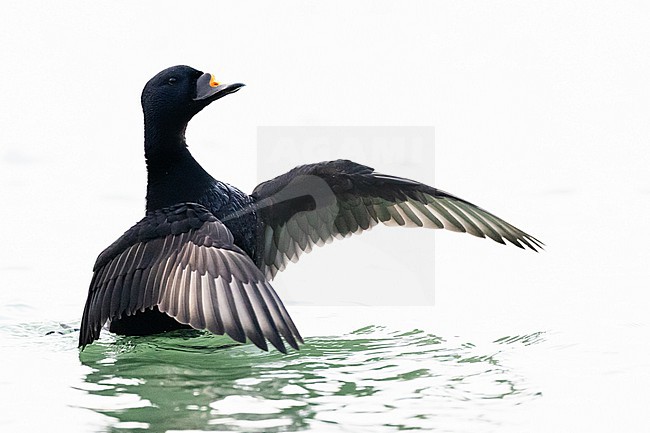  stock-image by Agami/Menno van Duijn,