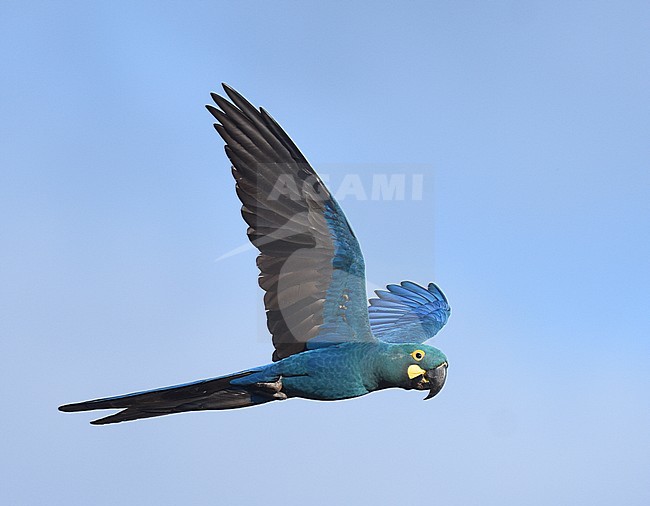 Endangered Lear's Macaw (Anodorhynchus leari), a very species with a highly restricted range in Brazil. stock-image by Agami/Laurens Steijn,
