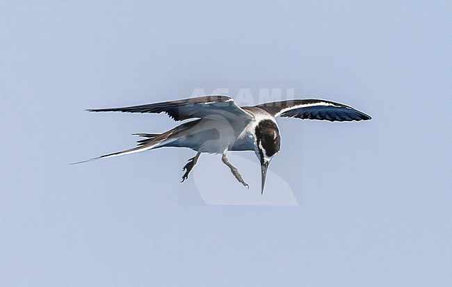 Adult Bridled Tern flying close to the colony. Red Sea, Egypt stock-image by Agami/Vincent Legrand,
