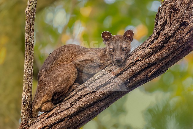 Fossa (Cryptoprocta ferox) sleeping in a tree on Madagascar. stock-image by Agami/Dustin Chen,