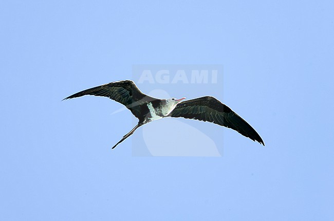 Juvenile / Immature Lesser Frigatebird (Fregata ariel) in flight over an atoll in the Amirante Islands in the Indian Ocean. stock-image by Agami/David Monticelli,