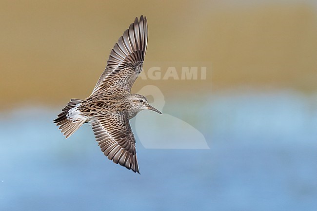 Adult breeding
Galveston Co., TX
May 2023 stock-image by Agami/Brian E Small,
