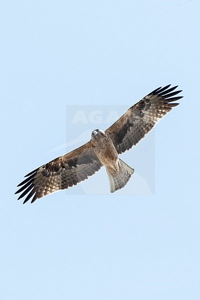Dark phase Booted Eagle (Hieraaetus pennatus) on migration over Eilat Mountains, Eilat, Israel stock-image by Agami/Marc Guyt,