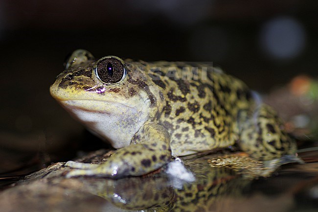 Western Spadefoot (Pelobates cultripes) taken the 23/04/2023 at Oppède - France. stock-image by Agami/Nicolas Bastide,