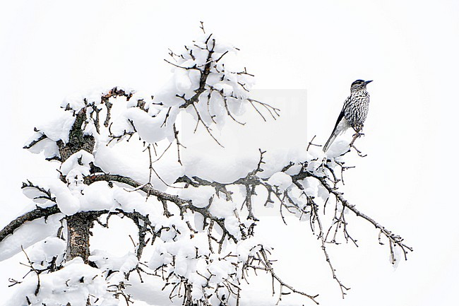 Kashmir nutcracker (Nucifraga multipunctata) in India. Perched in a snow covered tree. Also known as large-spotted nutcracker. stock-image by Agami/Dani Lopez-Velasco,