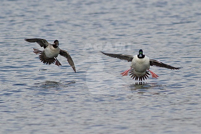 Bufflehead (Bucephala albeola) flying in Victoria, BC, Canada. stock-image by Agami/Glenn Bartley,