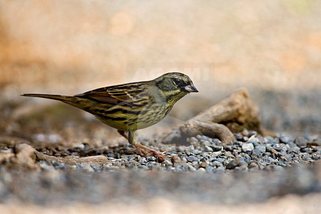 Wintering Masked Bunting (Emberiza personata) in a citypark in Tokyo, Japan. Also known as Schoeniclus personata. Standing on the ground. stock-image by Agami/Marc Guyt,