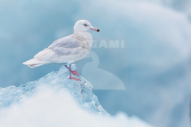 Glaucous Gull (Larus hyperboreus leuceretes), side view of an immature standing on an iceberg, Western Region, Iceland stock-image by Agami/Saverio Gatto,
