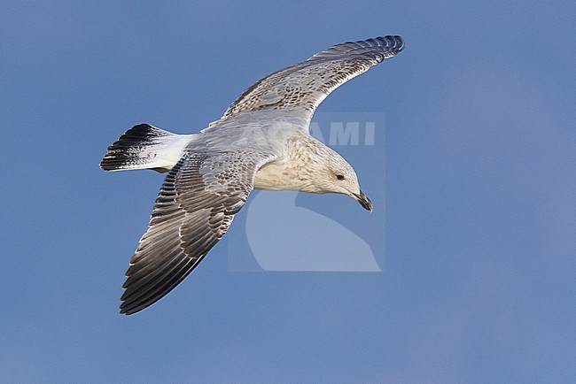 Yellow-legged Gull (Larus michahellis), side view of a second winter individual in flight, Campania, Italy stock-image by Agami/Saverio Gatto,