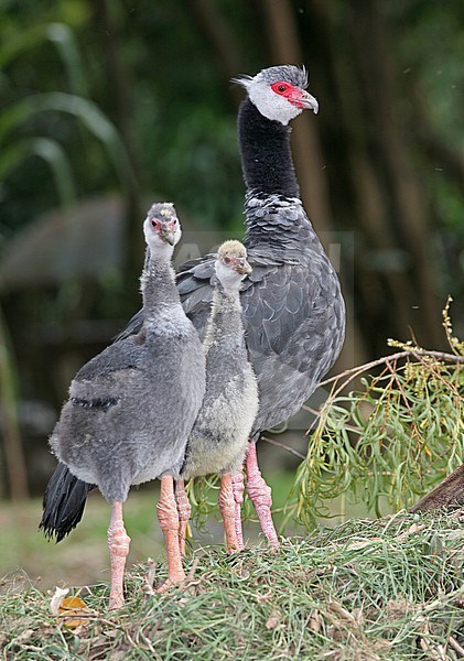 Northern Screamer (Chauna chavaria) in Colombia. IUCN Status Near Threatened. stock-image by Agami/Tom Friedel,