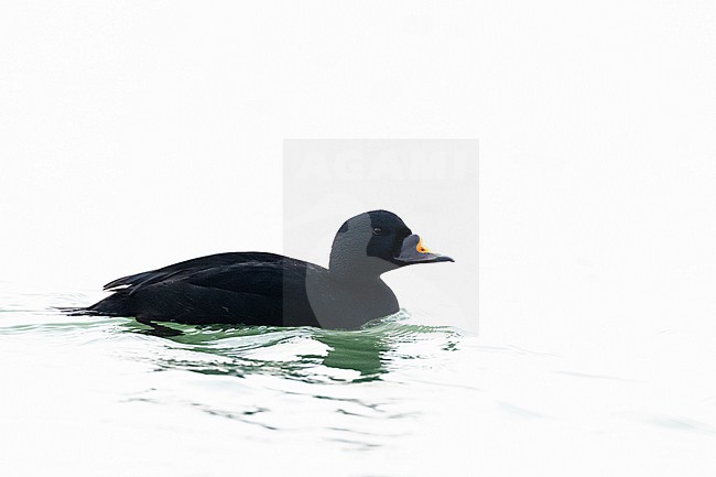  stock-image by Agami/Menno van Duijn,