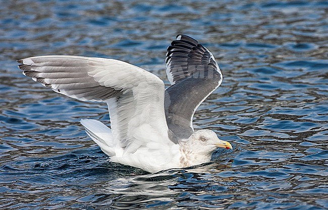 Adult Slaty-backed Gull (Larus schistisagus) in harbor of Rausu on Hokkaido, Japan. Both wings held above the body, showing string of pearls. stock-image by Agami/Marc Guyt,