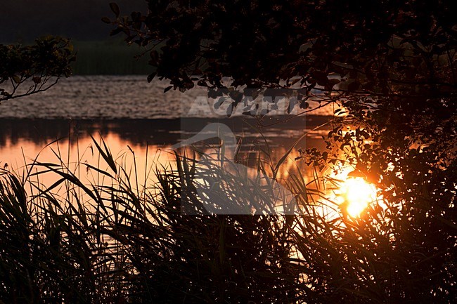 Weeribben bij zonsopkomst, Weerribben at sunrise stock-image by Agami/Theo Douma,