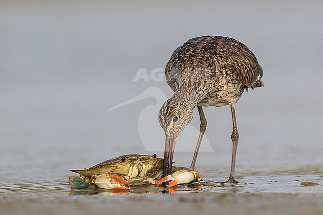 Adult breeding
Galveston Co., TX
April 2012 stock-image by Agami/Brian E Small,