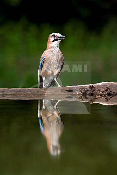 Gaai in zit; Eurasian Jay perched stock-image by Agami/Marc Guyt,