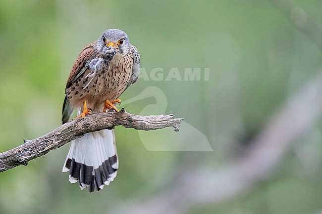 Common Kestrel (Falco tinnunculus) presenting a pray. stock-image by Agami/Marcel Burkhardt,