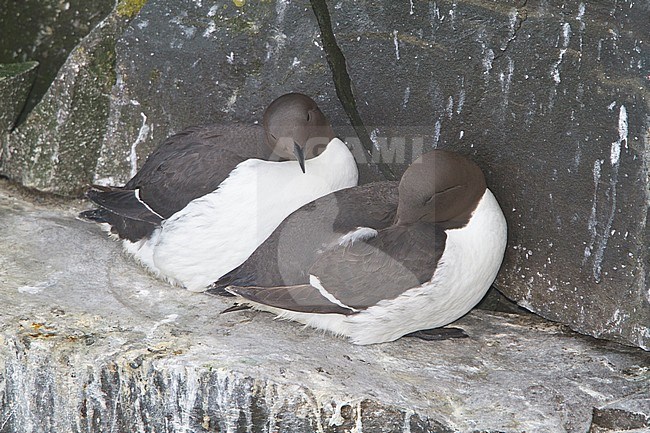 Common Murre (Uria aalge) perched on a cliff off Newfoundland, Canada. stock-image by Agami/Glenn Bartley,
