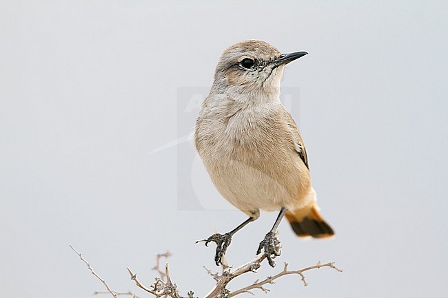 Persian Wheatear (Oenanthe chrysopygia) Oman, adult perched on a branch stock-image by Agami/Ralph Martin,