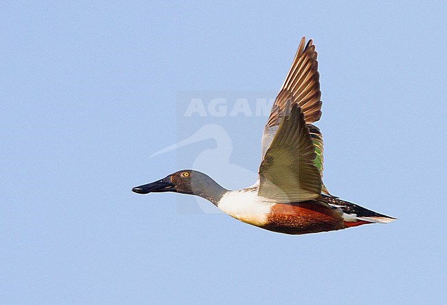  stock-image by Agami/Menno van Duijn,