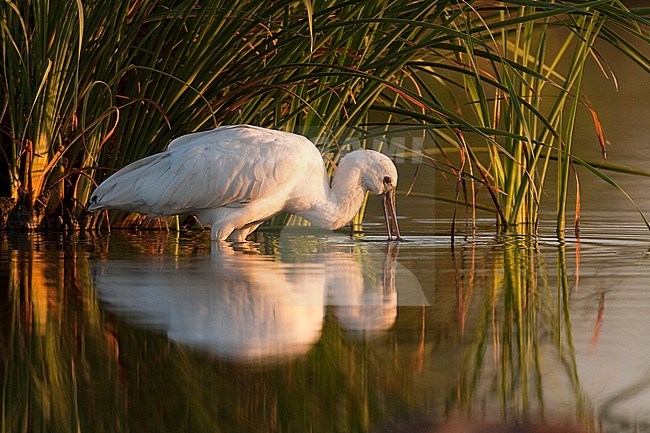 Eurasian Spoonbill, Platalea leucorodia stock-image by Agami/Oscar Díez,