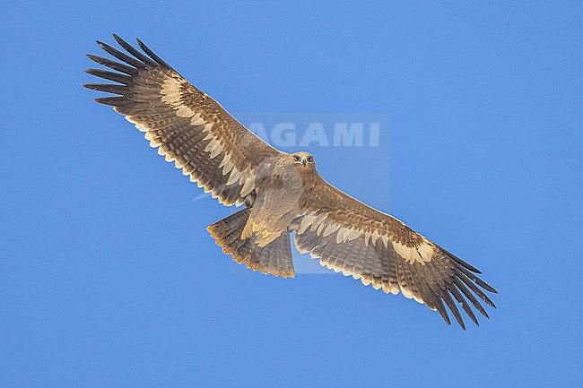 Steppe eagle, Aquila nipalensis, in flight with the sky as background. stock-image by Agami/Sylvain Reyt,
