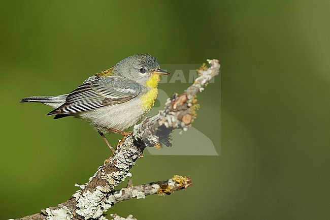 Adult female
Galveston Co., TX
April 2017 stock-image by Agami/Brian E Small,