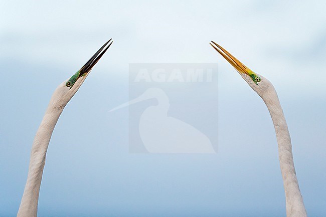 Two Great White Egrets (Egretta alba) in a Mexican standoff in Kiskunsag National Park, Hungary. stock-image by Agami/Bence Mate,