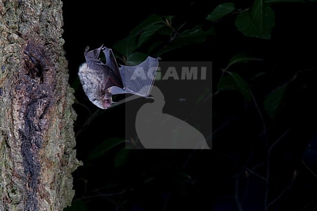 Watervleermuis in de vlucht; Daubenton\'s Bat in flight stock-image by Agami/Theo Douma,