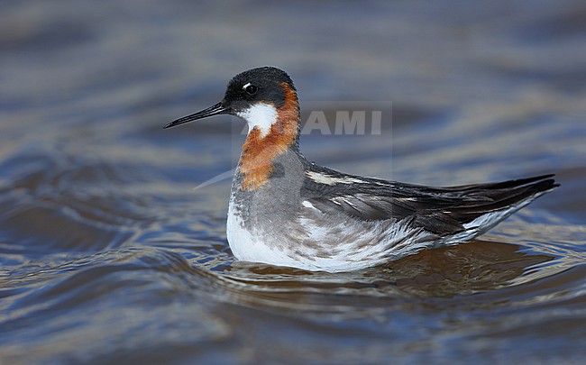 Red-necked Phalarope (Phalaropus lobatus) female taken the 07/06/2022 at Nome - Alaska - USA stock-image by Agami/Aurélien Audevard,
