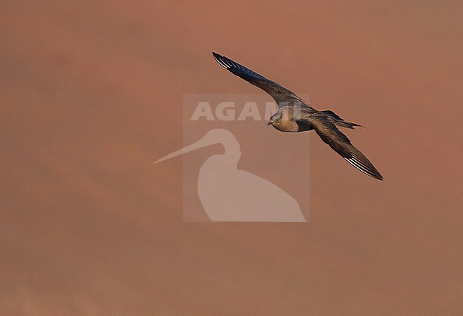 Arctic Jaeger - Schmarotzerraubmöwe - Stercorarius parasiticus, Iceland, adult stock-image by Agami/Ralph Martin,