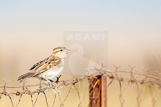 Immature House Sparrow (Passer domesticus) on Lesvos, Greece. Perched on a greek fench. stock-image by Agami/Marc Guyt,