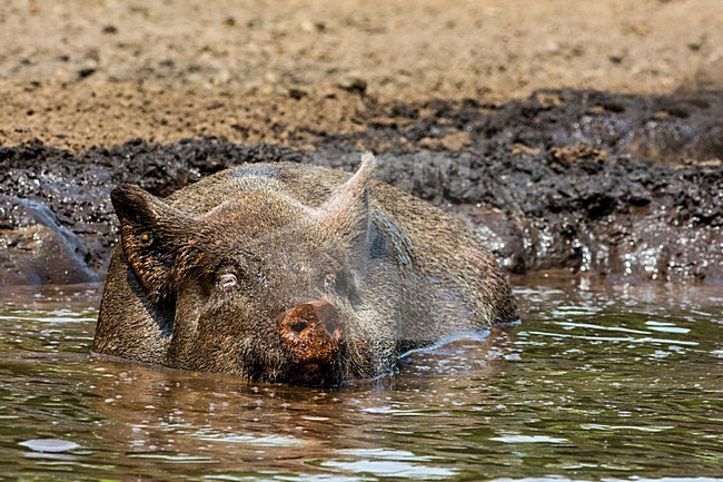 Vrije uitloop varken; Domestic Pig stock-image by Agami/Hans Germeraad,