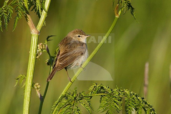 Kleine Spotvogel zittend op twijg; Booted Warbler perched on twig stock-image by Agami/Daniele Occhiato,