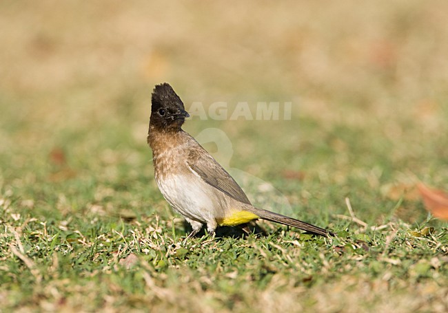 Driekleurbuulbuul, Dark-capped Bulbul, Pycnonotus tricolor stock-image by Agami/Marc Guyt,
